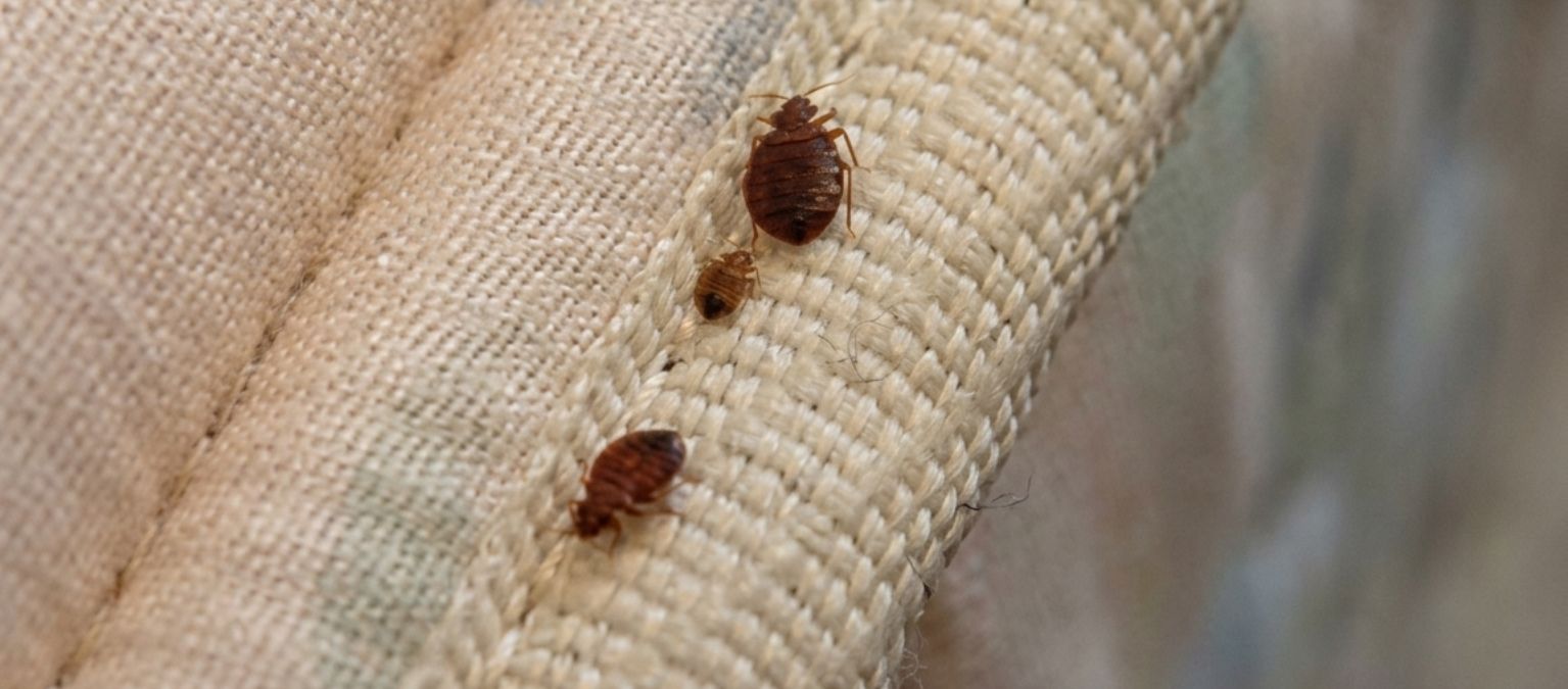 Bedbug control service in Kollam