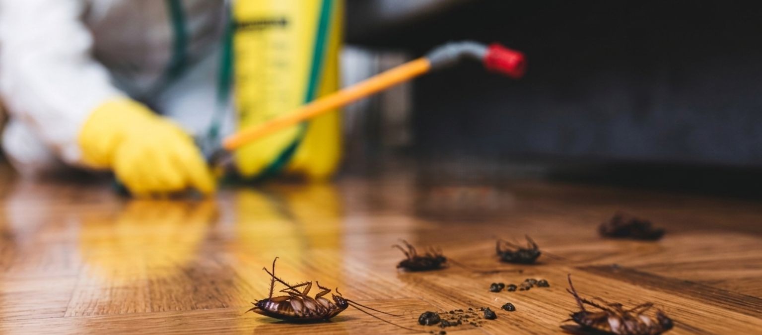 Fast Cockroach Control Service: Why You Should Never Ignore Cockroaches in Your Kitchen