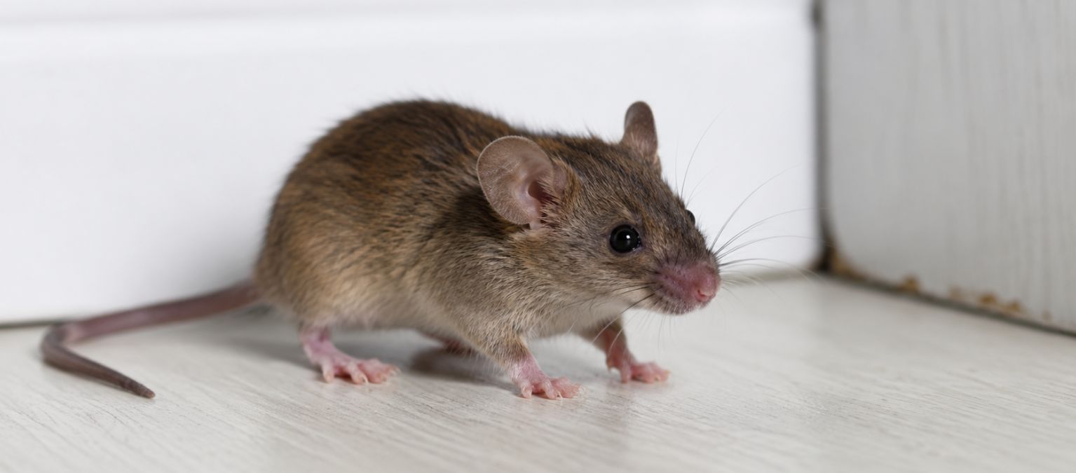 Rodent Control Service: Signs You Need Immediate Professional Help